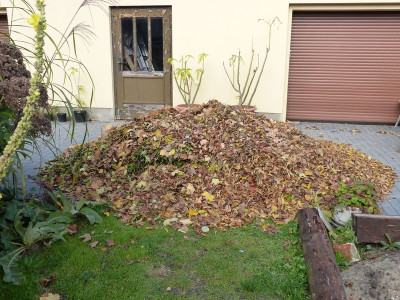 2015-10-21 Laub Laub Laub.jpg
