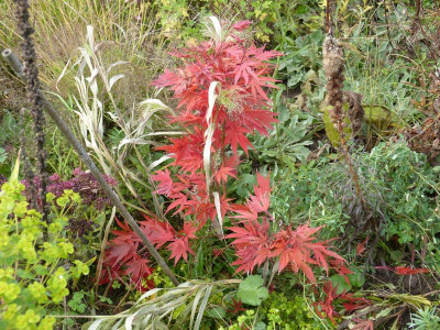 2015-10-23 Acer palmatum 'Nicholsonii'.jpg