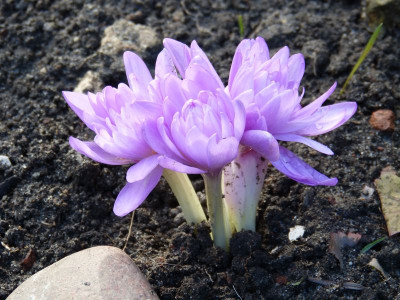 2015-10-23 Colchicum autumnale 'Pleniflorum'.jpg