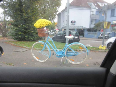 chrysanthemen transport.jpg