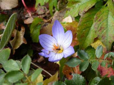2015-10-23 Crocus.jpg