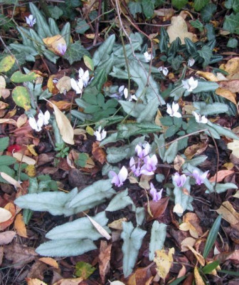 schmale-hederis-ax.jpg