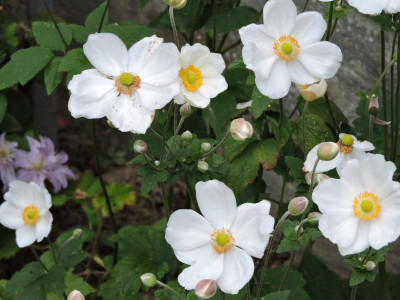 DSCN2493.JPG