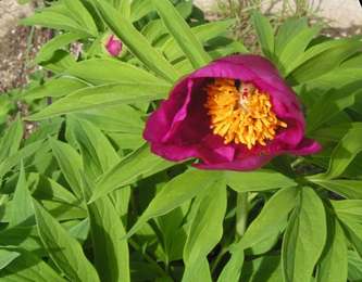 Paeonia_broteri2.jpg