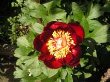 Paeonia_mas.jpg