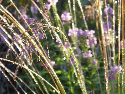 2015-10-24 Gartenimpressionen 1.jpg