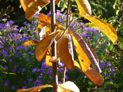 2015-10-24 Gartenimpressionen 2.jpg