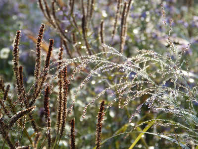2015-10-24 Gartenimpressionen 4.jpg