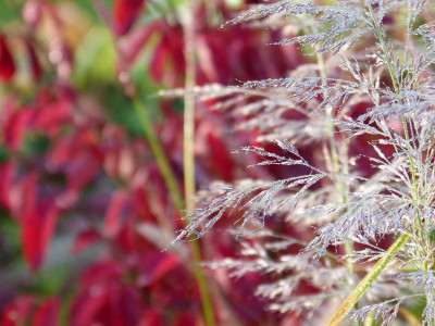 2015-10-24 Gartenimpressionen 5.jpg