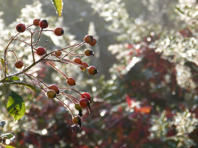 2015-10-24 Gartenimpressionen 8.jpg