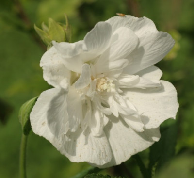 hibiscus_syriacus_white_chiffon_4092.jpg
