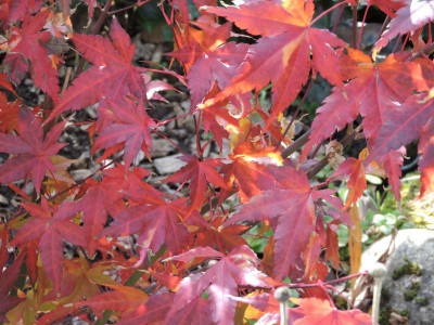 DSCN2597.JPG