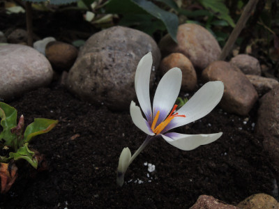 Crocus mathewii.JPG