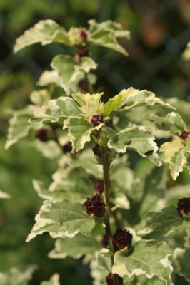 hibiscus_syriacus_variegata_4090.jpg
