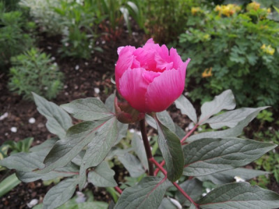 P.cambessedessi blüte.JPG