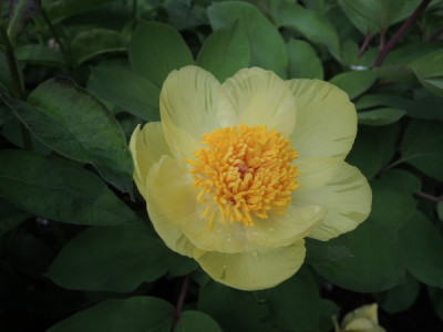 P.mloko-blüte.JPG