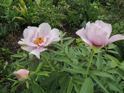 P.ostii rosa blüten.JPG