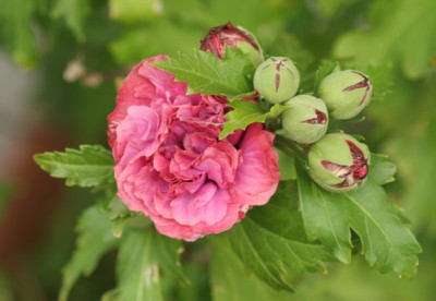 hibiscus_syriacus_duc_de_brabant_4101.jpg