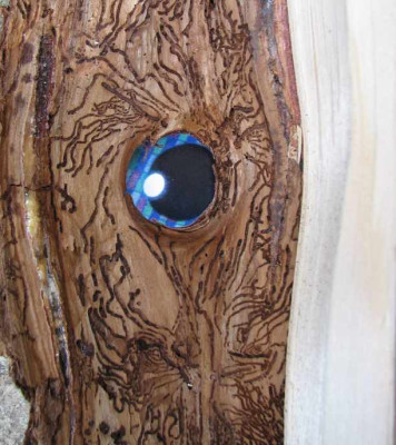 HOLZAUGE_MO_1408_III.jpg