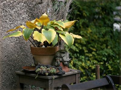 Hosta Topf-600px.jpg