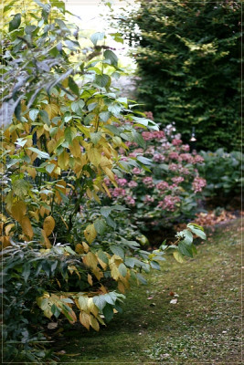Schneelball-600px.jpg