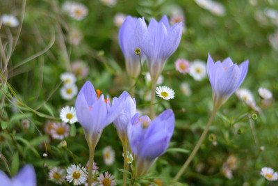 Krokus und Erigeron.jpg