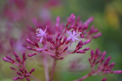 Fuchsia paniculata.jpg