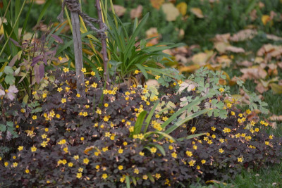 Oxalis vulcanicola.jpg