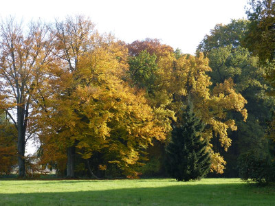 2015-10-24 Schlosspark Wiesenburg 4.jpg