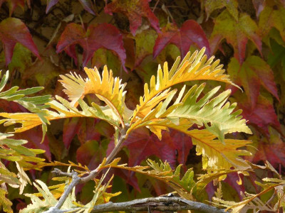 2015-10-24 Quercus dentata 'Pinnatifida'.jpg