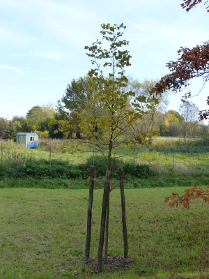 2015-10-24 Pur-Linde.jpg