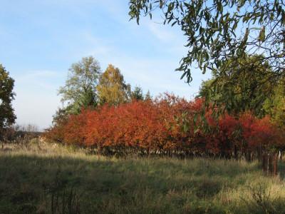 Rotlaubige Gehölze MGP 151024.jpg