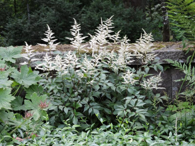 DSCN0932.JPG