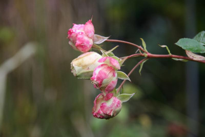 Rose Lovley Green0215.JPG