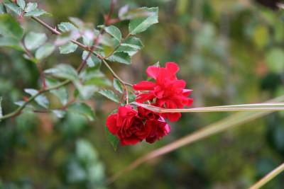 Rose Heinfels0615.JPG