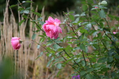 Rose Hyde Hall0415.JPG