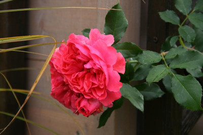 Rose Rosarium Uetersen0515.JPG