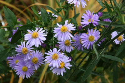 Herbstaster0315.JPG