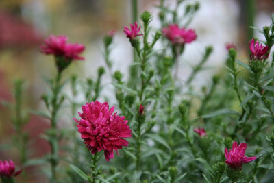 Herbstaster0415.JPG