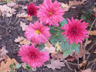Chrysanthemum 'Cinderella'_2957.jpg