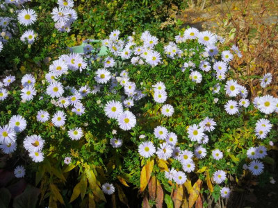 Aster 'Porzellan'_2949.jpg