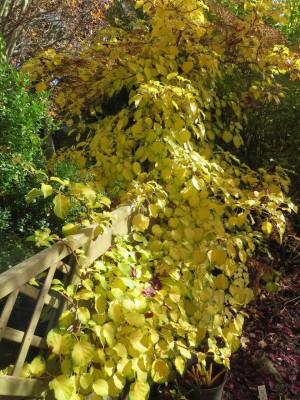 Hydrangea petiolaris_2955.jpg