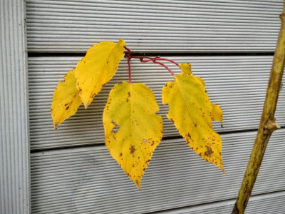 IMG_20151024_135551078.jpg