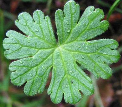 BLATT_DI_1508_II.jpg