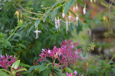 Fuchsien.jpg