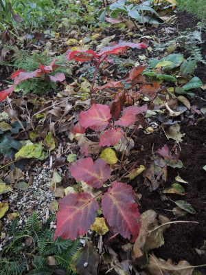 DSCN8468_986.JPG