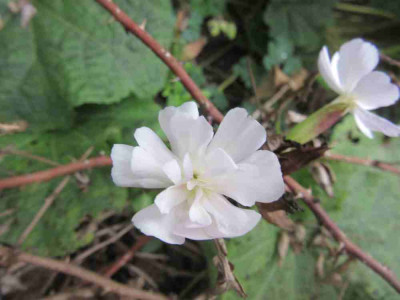 saponaria weiss gef.jpg