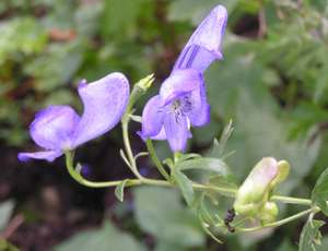 Aconitum_paniculatum.nanum.jpg