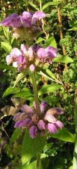 Phlomis_cashm.jpg