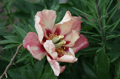 old rose dandy.jpg